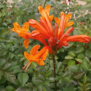 橙色の面白い花