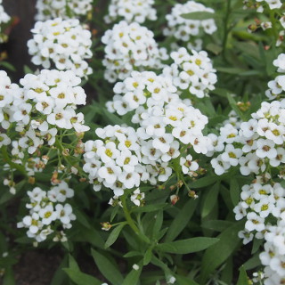 5月に咲いている花