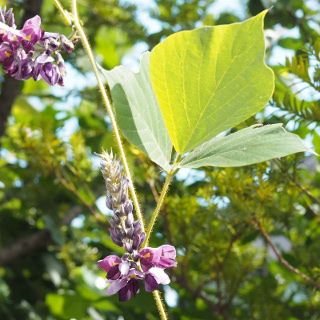 マメ科の花