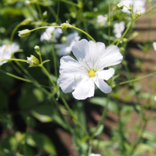 白花かすみ草