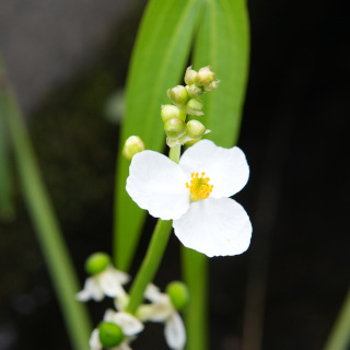 おもだかのオス花