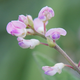 ぬすびとはぎの花