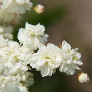 ろくべんしもつけの花拡大