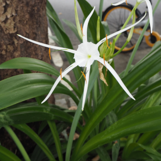 スパイダーリリー