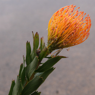 ピンクッション