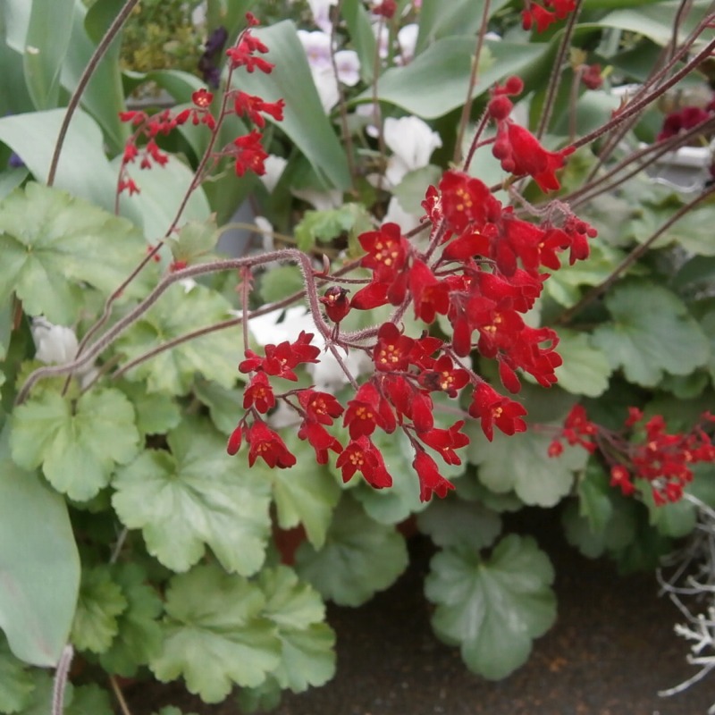 ユキノシタ科の花