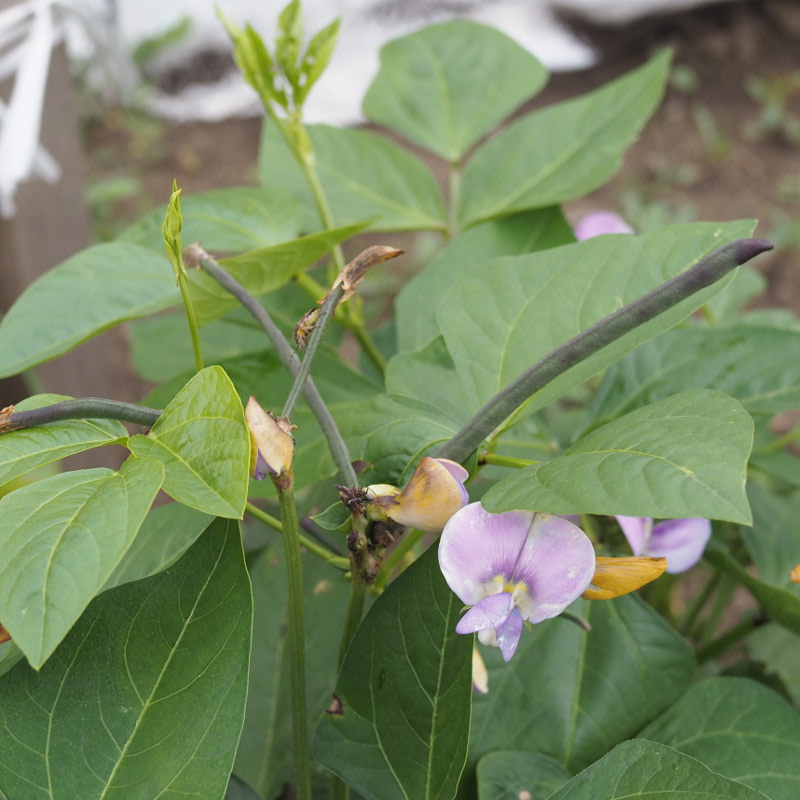 22セール 希少 紫色マメ科蔓性植物 フラワー ガーデン Www Gastroclinicamaceio Com Br