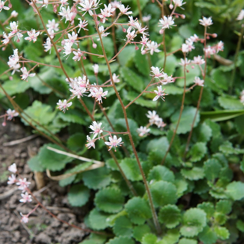 ユキノシタ科の花