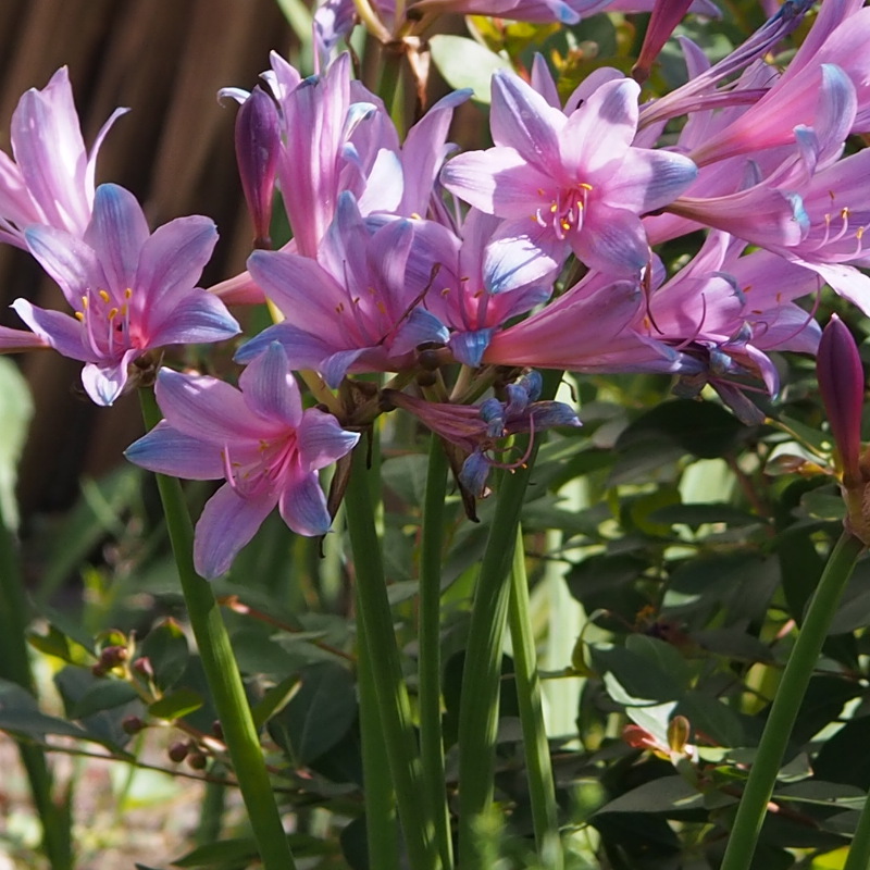 ヒガンバナ科の花